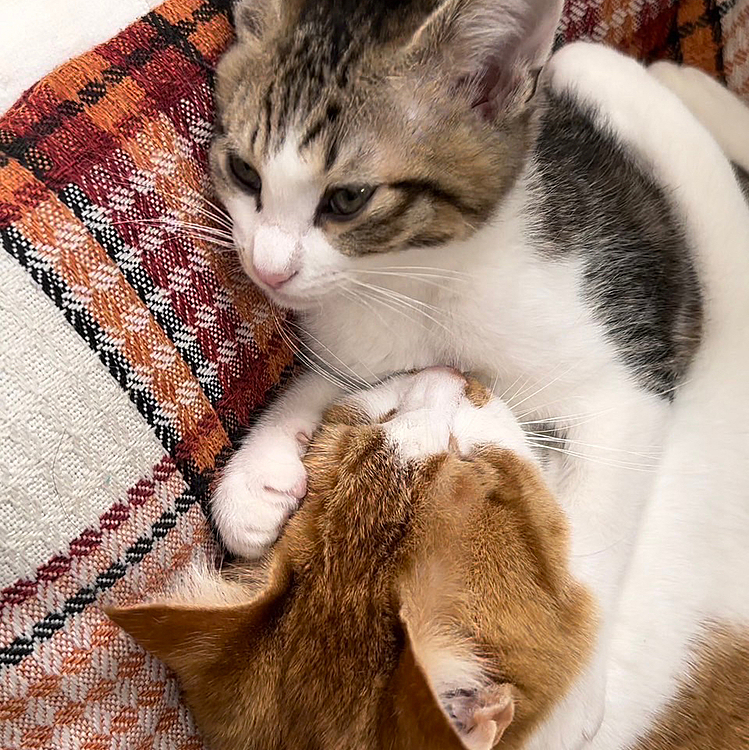 はなさないにゃ〜！！