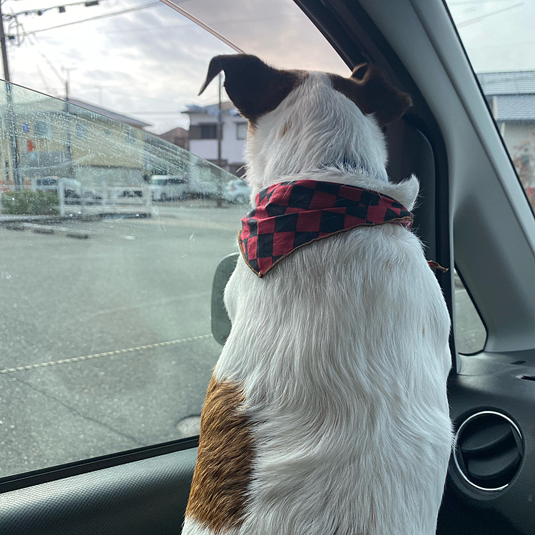 トリミング行く前バンダナ赤黒(先週してくれたまま)