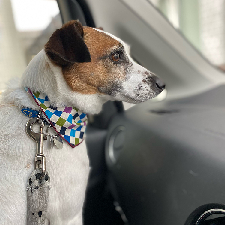 今回は、カラフルなバンダナに