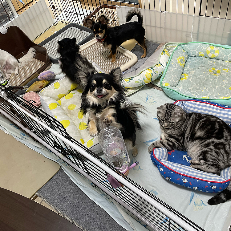 我が家の2歳のスコティッシュのちょろくんはチワワの軍団に入って寛いでいます。
チワワの親代わりです。