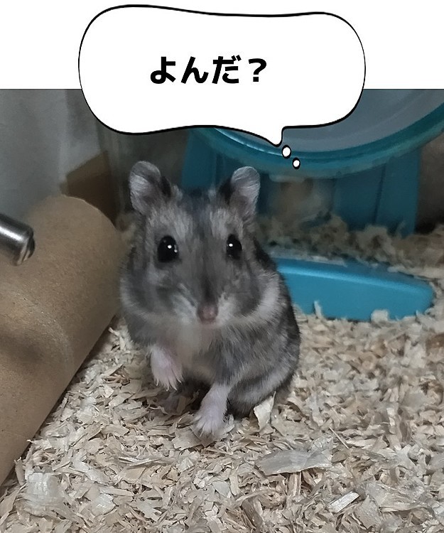 ジャンガリアンハムスターの『ジャン』くん。