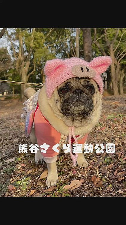 🚗で15分、大きな運動公園へお出かけです😊
冷たい空気の中、ブヒブヒ🐽お散歩楽しめました💕