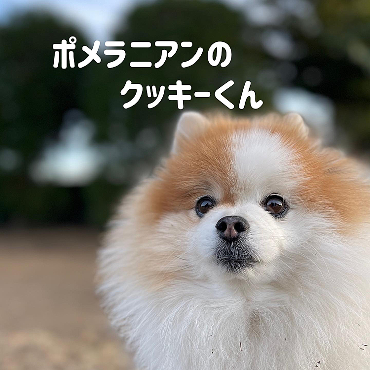 いつもはボッチ散歩のししまる、今日ははじめましてのお友達とご挨拶できました😊
クッキーくん＆マークくん、おとなしくてかっこいいイケメンくんでした💕❣️