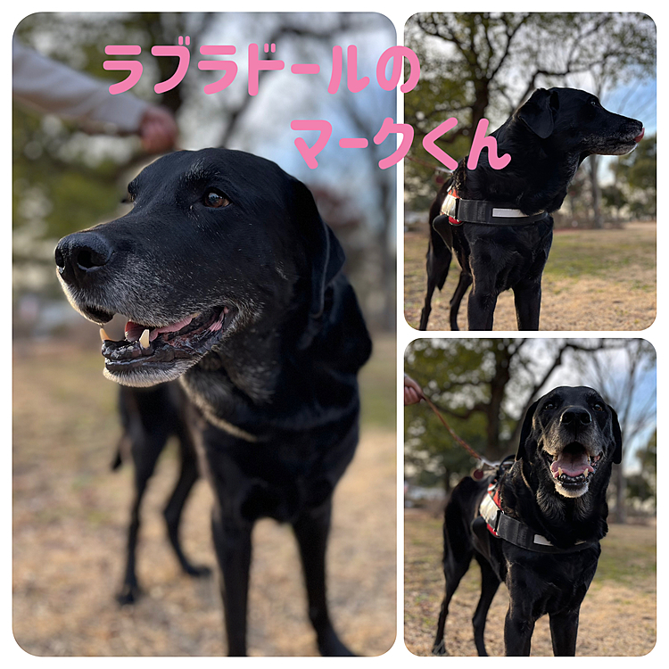 11歳でも元気にお散歩してましたよ😊