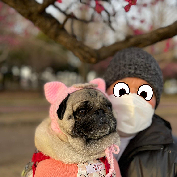 梅も綺麗に見頃でした🌸