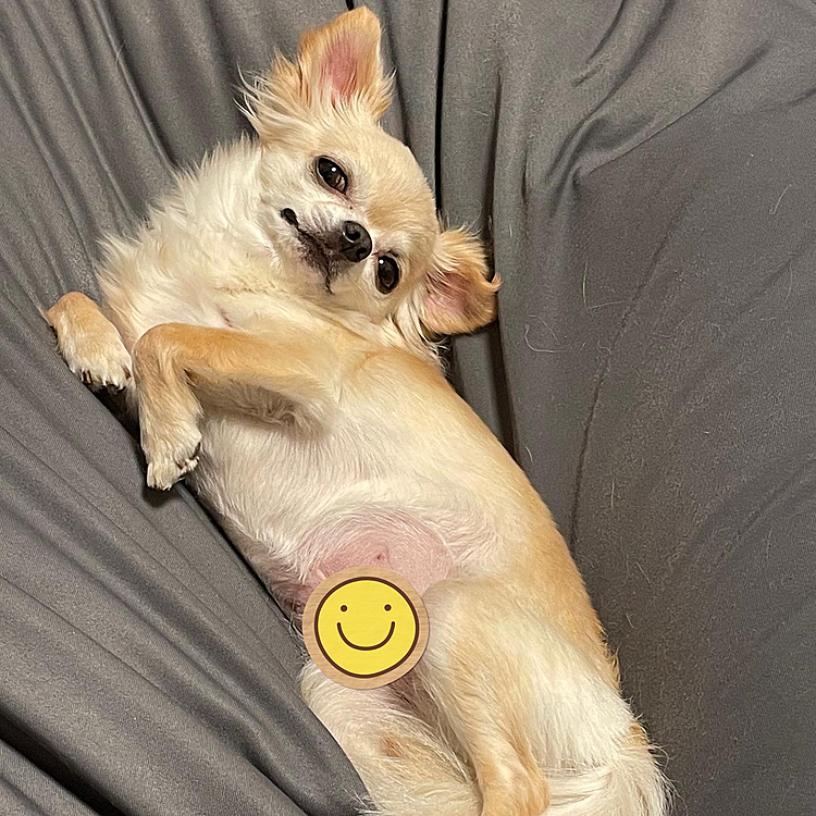 目がくっつきそうです🐶💦