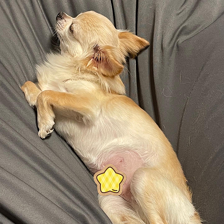 目がくっついちゃいました🤣🤣
おやすみなさい😊🐶💤