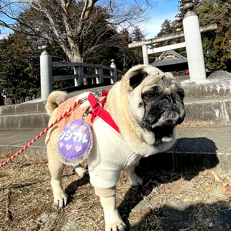 ママさんも一緒に小川沿いに神社へお散歩⛩