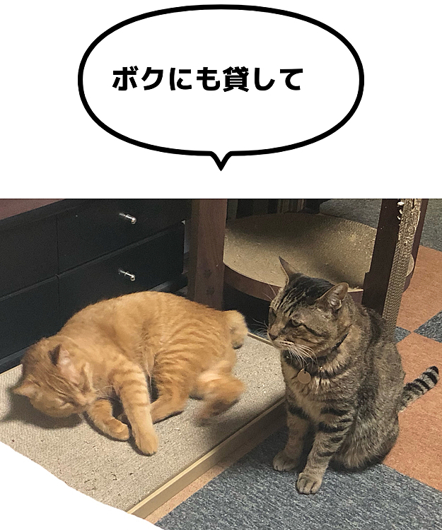 新しい爪研ぎを独り占めするまーちゃん。
大っきいから、ふたりで使えるのに…😮‍💨