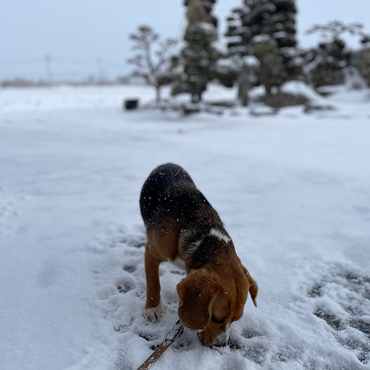 まだペロペロ❄️

お腹冷えそう🥶