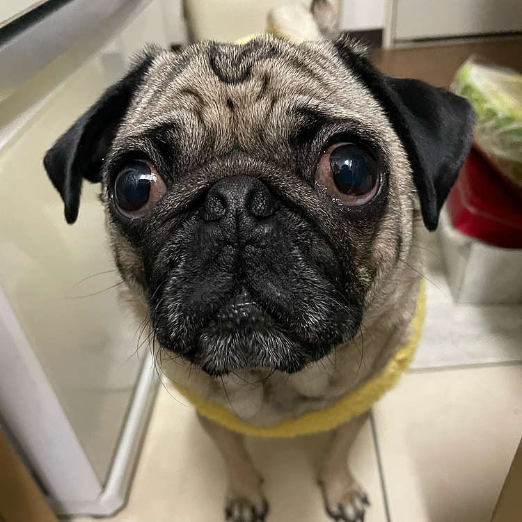 ドアップ失礼します🐶✨⭐️