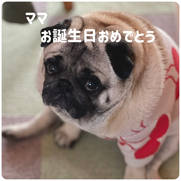 昨日1月24日はママさんのお誕生日でした🎊