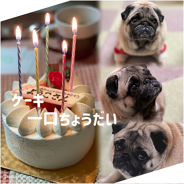 テーブルの上のケーキに釘づけです🍰