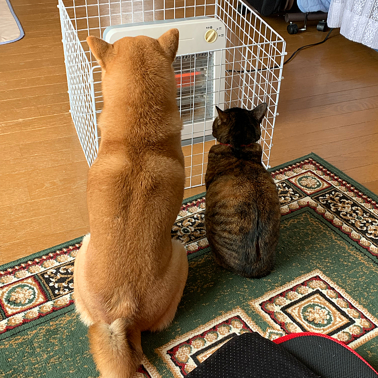 「お外は寒いけど、ここはあったかいね〜🐶」
「うん、あったかいね〜🐱」