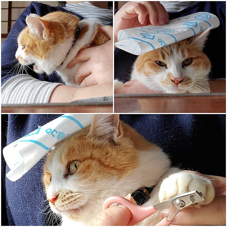 これが😾👈
これで😼👉
こうなった😽👇
#爪切り
#個体差あります
#猫のいる暮らし
#猫好きさんと繋がりたい
#猫好き
#ねこ写真
#お手入れ
#安心安全