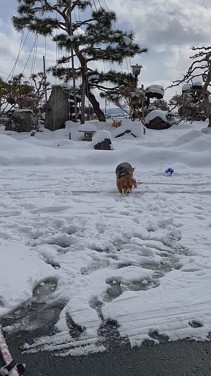玄関前でもクンクン🐶

この後プルプル震えてたから部屋に入って休憩🐶💤