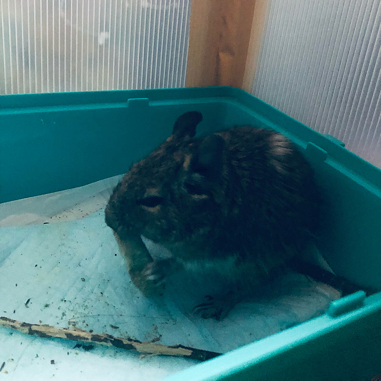 レオくん今日も元気にかじかじ