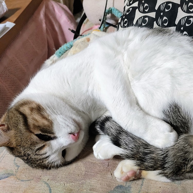 くつろぎ中