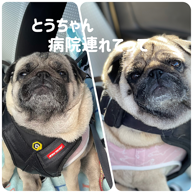 午前中はお耳の診察で病院へ🏥