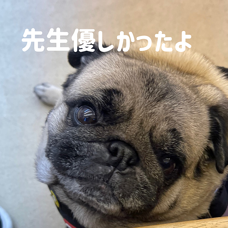 先生大好きのししまる❤️ご満悦です🐽