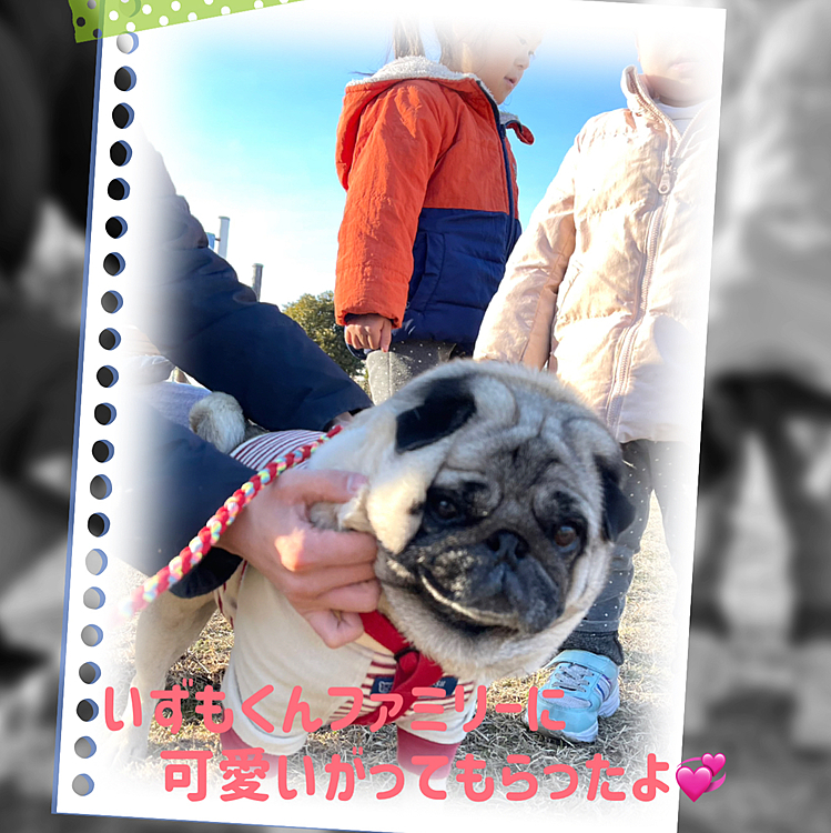 午後から近くの運動公園へお散歩🐾
昔パグを飼っていたファミリーにいっぱいモニモニしてもらいました🐽