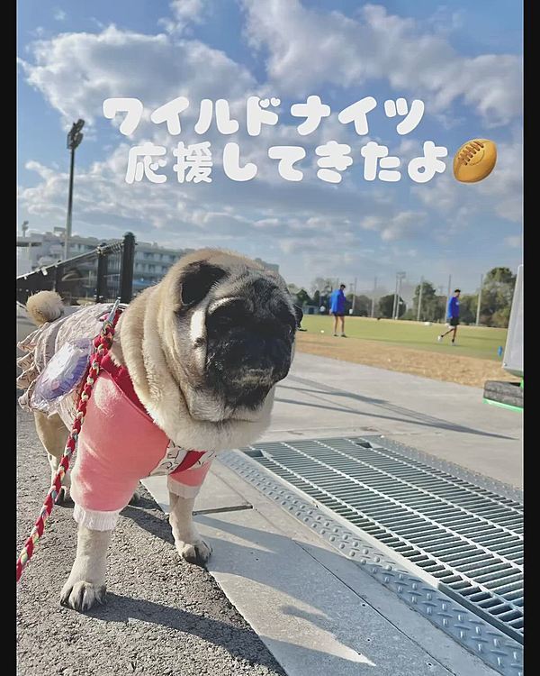 大きな公園、お散歩でまわりきれません☺️