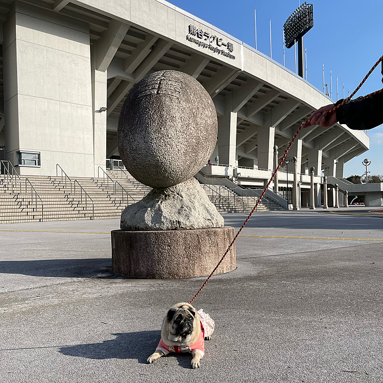 ワールドカップの会場です🏉