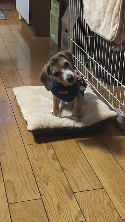 2年前のマックス🐶
時々観たくなるパピー期❤️