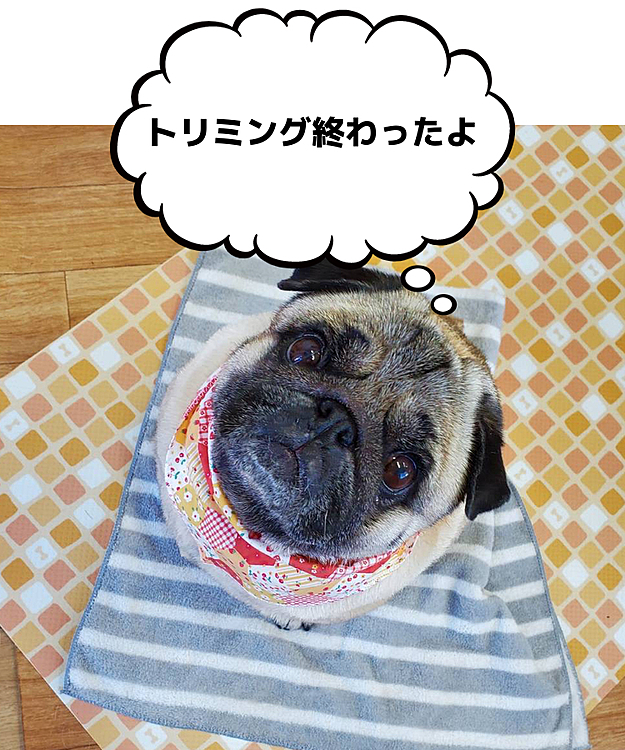 先週トリミングに行った時です🐽
トリマーさんが撮ってくれました❣️