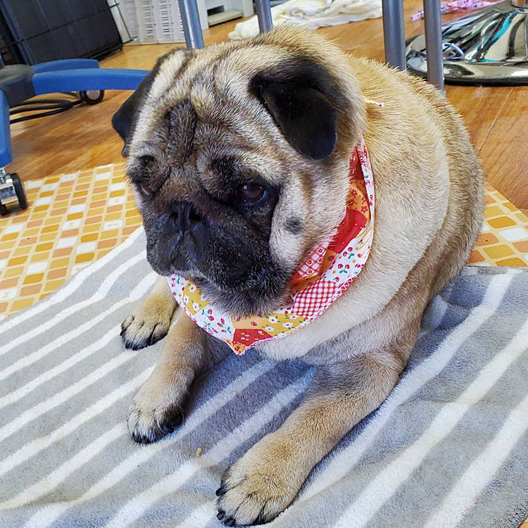 やたらとくつろいでいます🐾