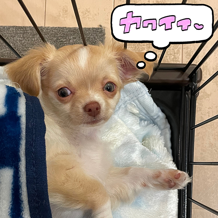 寝顔を撮ろうとしたらパッと起きてしまいました😅こちらも、ごめんね、かいくん🙏