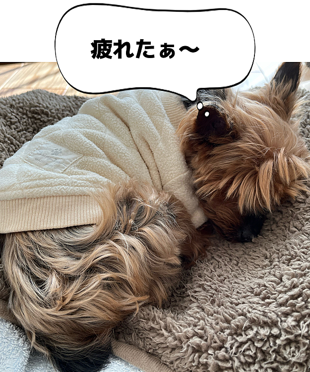 初投稿です！(^^)
今日は、初めて病院で沢山の検査を受けました。血を採血する時も大人しくじっとしてて偉かったね👏おやつとお薬を飲んですやすや寝ています！頑張ろうね！！