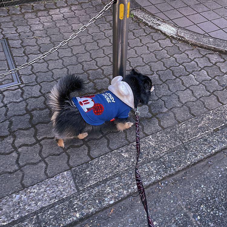 今日は休日♪

ということでとらくんと公園へ行ってきました🐾🌟
最近忙しくてこちらもサボりがちだったり
とらくんもショートコースばかりだったので

1週間ぶりくらいかな、ちょっと頑張って歩きました😊🔆

とらくんもテンション上がっちゃって🤣

