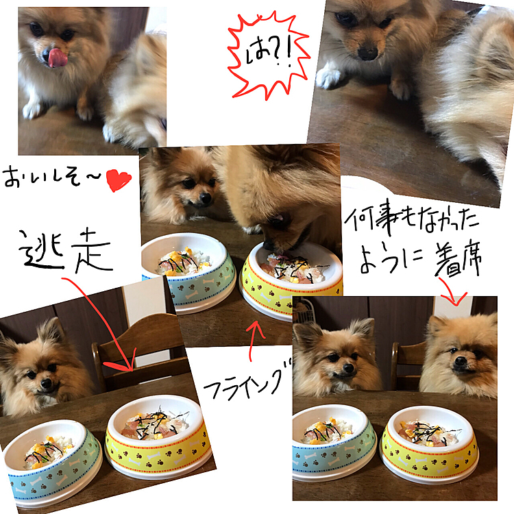 先日の、悪い子はコイツです！