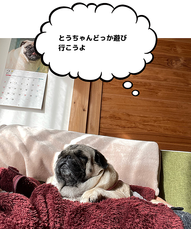 お休みのとうちゃんのお腹の上、まったり寝てます☺️