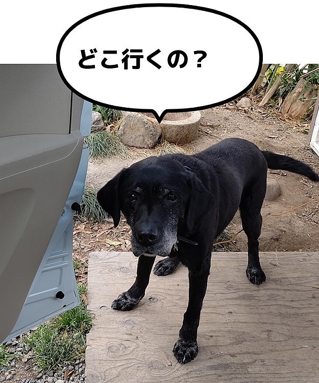 今朝、出掛けようとしたら…みらいのこの表情😅
お前のオシッコの検査(血尿)しに行くんだよ💦