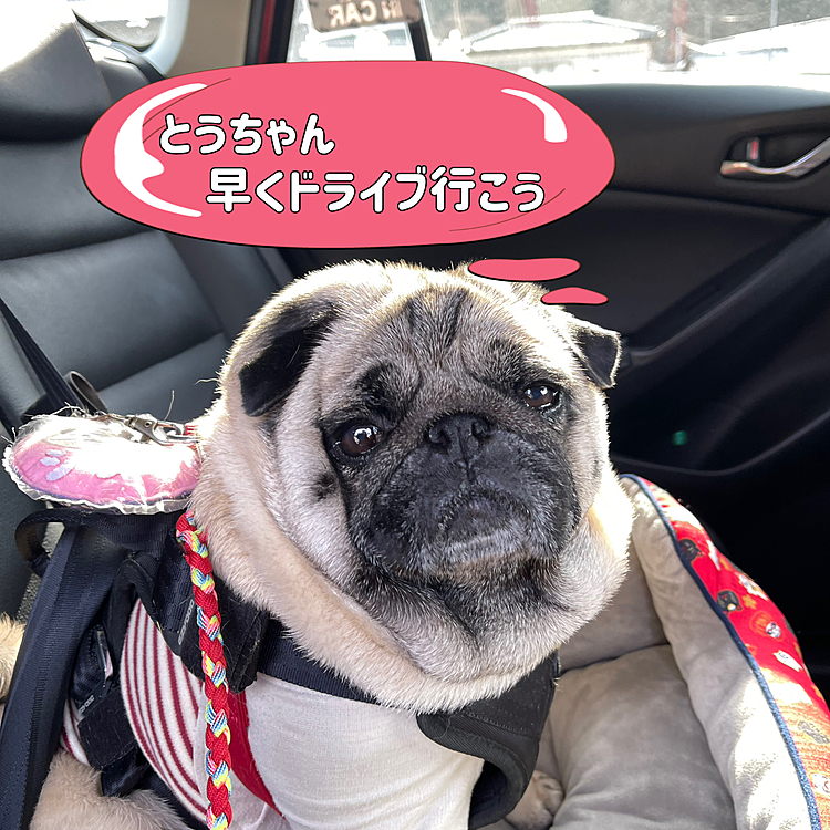 お休みのとうちゃん、ランチドライブ出発です🚗
