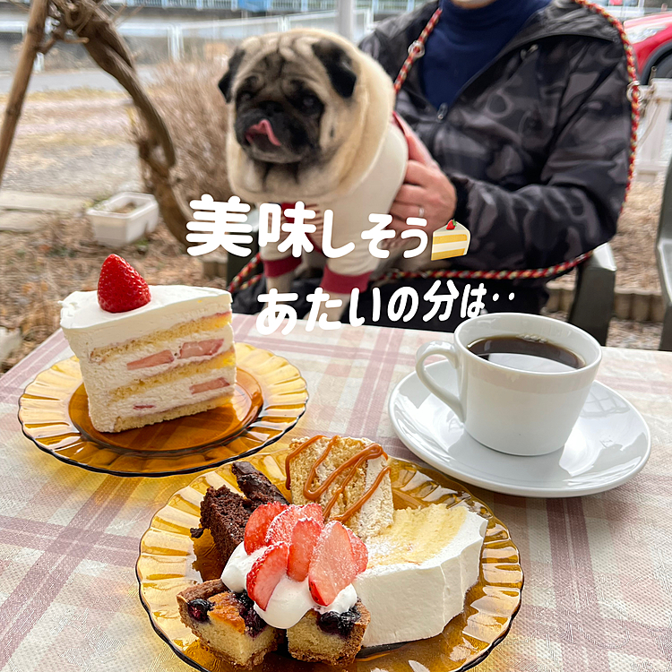 山あいのケーキ屋さんでスウィートです🍰
ししまるはいつものカリカリと🍓をちょびっとだけ‥