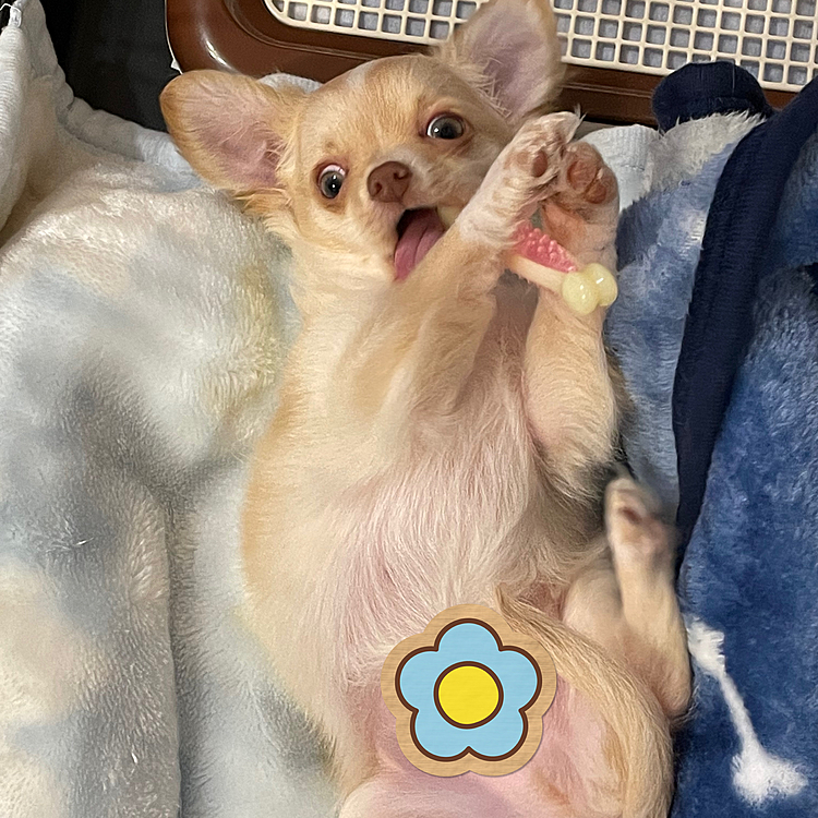 2023.2.8(水)
こんにちは☀️
かいのホラー写真です💦
凄い顔をしてカミカミしてました🤣🤣