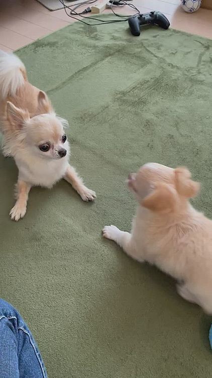 今日、かいは2回目のワクチン接種に行ってきました😊泣かずにチックン💉がんばりました😊終わったら私のところへ抱きついてきました。可愛いなぁ🥰
動画は病院🏥に行く前で2人ともフリーにさせていたら遊んでるのかバトルなのか？
仲良くなれると嬉しいです😊