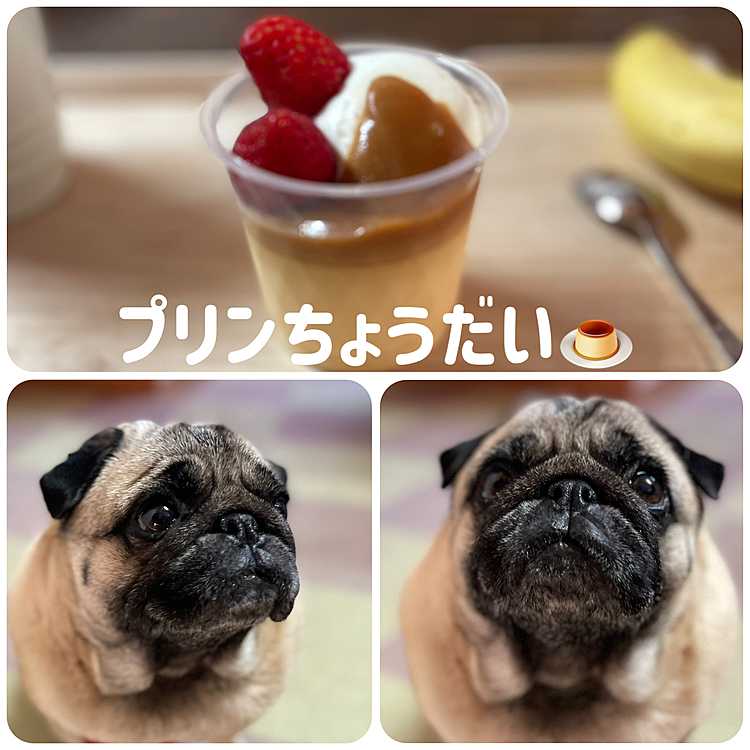 昨日ケーキ屋さんからテイクアウトしたプリン🍮
ししまるのおねだり目線が強すぎです😓