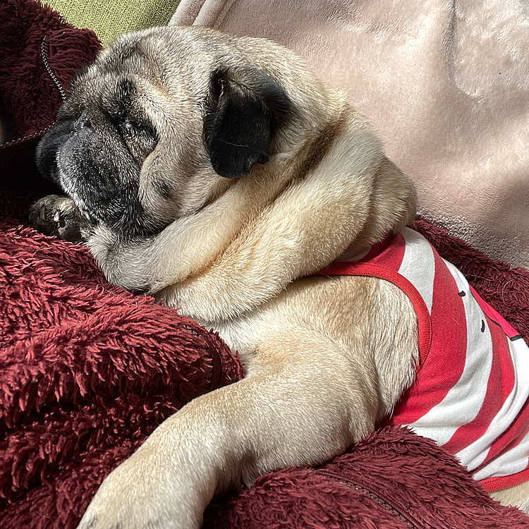 とうちゃんベッドで爆睡のパグの寝相です💤