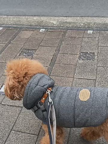 ばぁばの家に行ったり、緑地公園に行ったり、たまにはお留守番したり過ごしておりました🍀