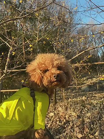 今日の散歩🐾
そろそろ梅も見頃かと近所の里山に出掛けましたが、2週間前とあまり変わらず🌸
風強かった🌀

最近ショート散歩が多くて運動不足なので誰もいない芝生でボール投げ🎾
カリカリフード1粒の為に頑張るハッピー😆
コレを10回以上楽しみました💨💨