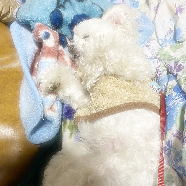 どんな夢見てる❓