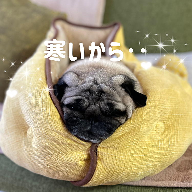 お外は雪☃️暖かくしてよ🐽