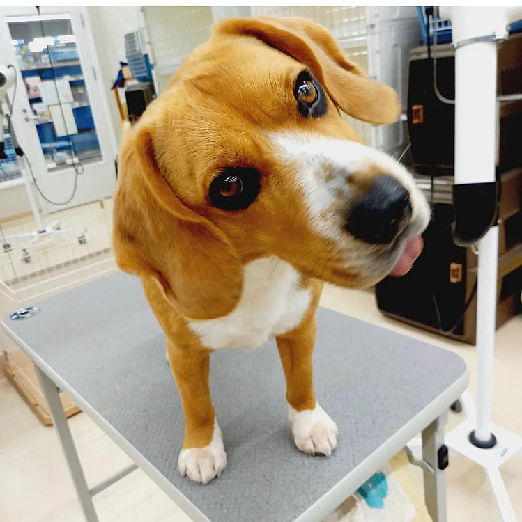 7日にトリミングしてきたよー🐶🛁🧴
またベロ👅出てるね😆

今週息子がコロナ陽性になって高熱とのどの痛み酷かった😷🤒
だいぶ良くなって来たよ😮‍💨
私は今のところ大丈夫🙆‍♀️

