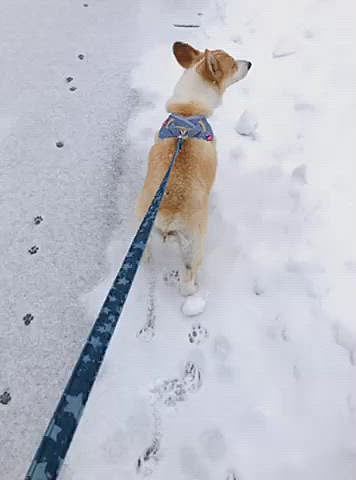 夕方のお散歩😍
またまた雪が降ってきた。
まあるが、揚げパンにしか見えない🤣🤣🤣
ニャンコが歩いてて。。気になる様子！
ニャンコの足跡。。ちっさ🤣
まあるの足跡。。デカッ🤣🤣🤣
皆さん、雪道は注意してくださいね🌀