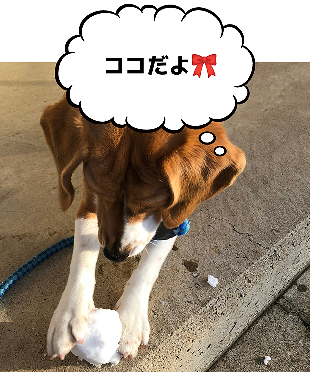 ココも雪が大好きだった❤️