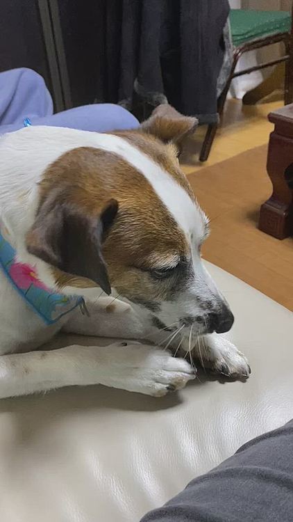 雨あがりお散歩から戻って、、